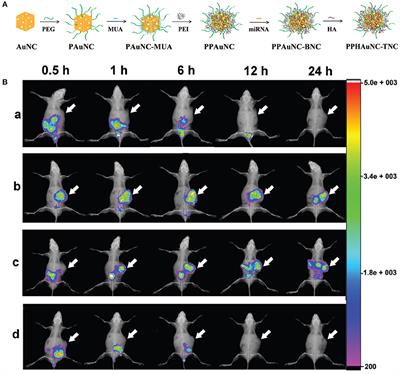 Optically Active Nanomaterials for Bioimaging and Targeted Therapy